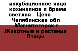 инкубационное яйцо кохинхинов и брама светлая › Цена ­ 100 - Челябинская обл., Магнитогорск г. Животные и растения » Птицы   
